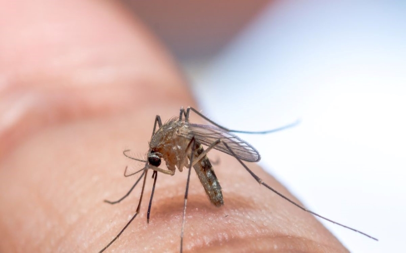 Fall Pest Infestations: Understanding Risks and Prevention Strategies